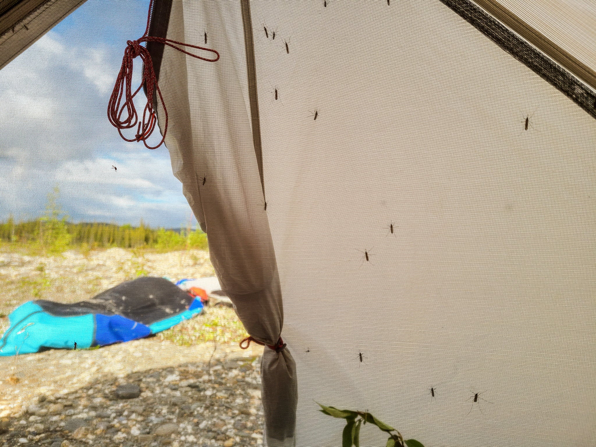 Surviving Alaska: Mosquitoes